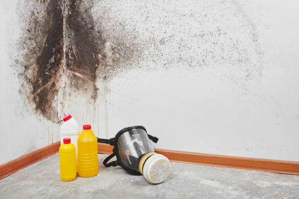 Crawl Space Mold Removal in Fallsburg, NY