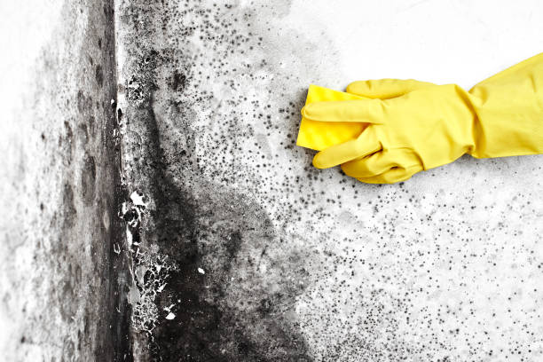 Best Emergency Mold Removal  in Fallsburg, NY