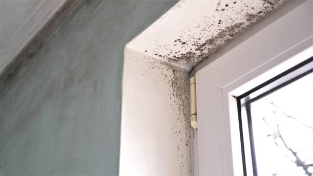 Mold Removal Process in Fallsburg, NY