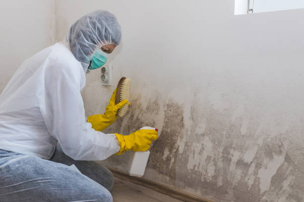 Mold Testing and Removal in Fallsburg, NY