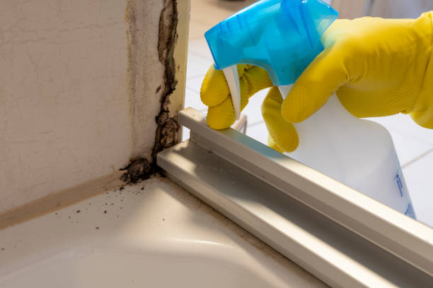 Best Mold Remediation  in Fallsburg, NY